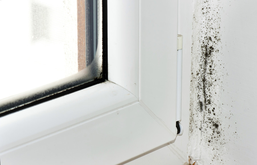 Is There a Difference Between Mold and Mildew?