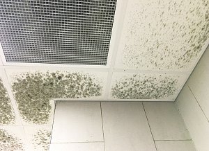 The Risk of Mold Growth After Building Shutdown